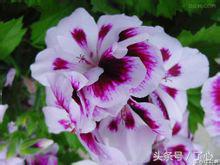 天竺葵植物配土最佳方法,天竺葵植物名片制作