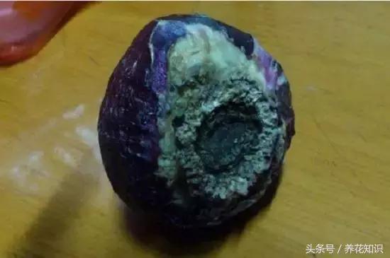 金钱树球根烂了还能救活吗,铁树的根全部烂了还能救活吗