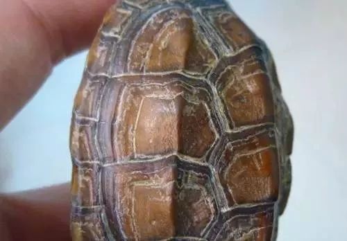 乌龟都养不活怎么能养活鱼,乌龟常见的几种疾病及解决方法