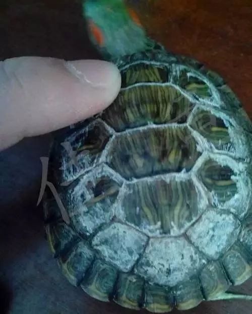 乌龟都养不活怎么能养活鱼,乌龟常见的几种疾病及解决方法