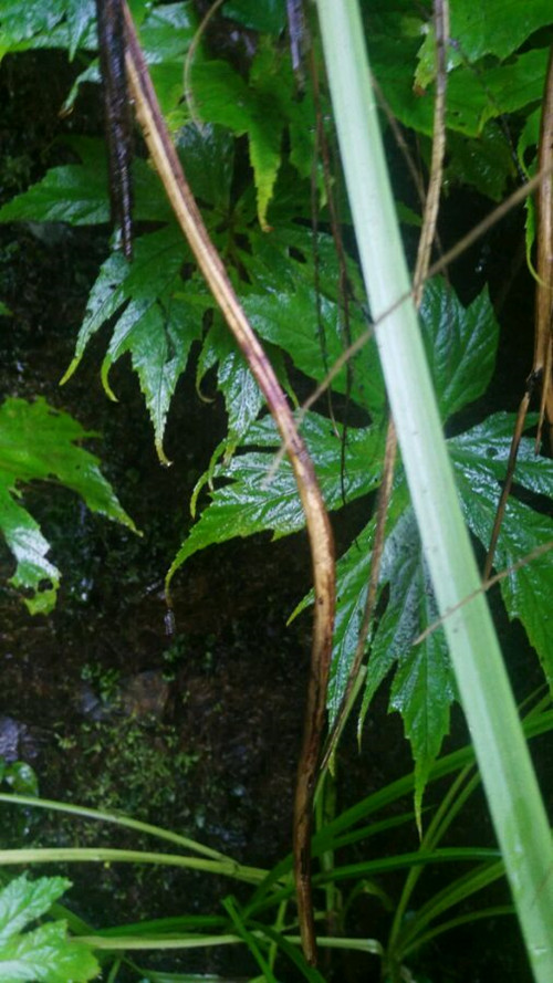 裂叶秋海棠的学名,厚壁秋海棠和裂叶秋海棠