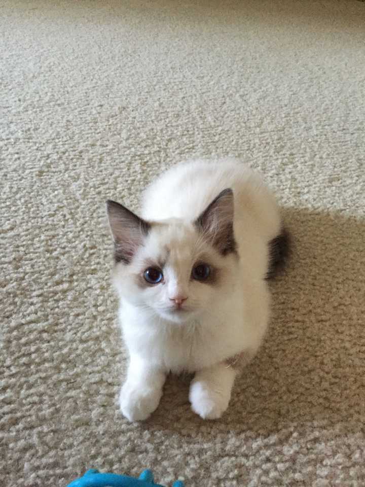 布偶猫网上购买去哪里买靠谱,布偶猫从哪里买更便宜还靠谱