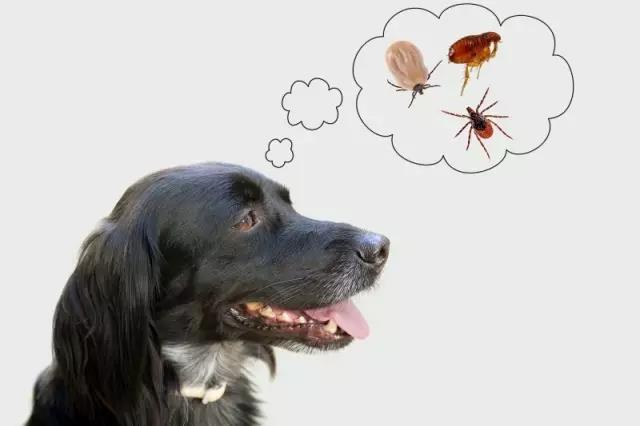 十种足以将狗狗致死的事情！