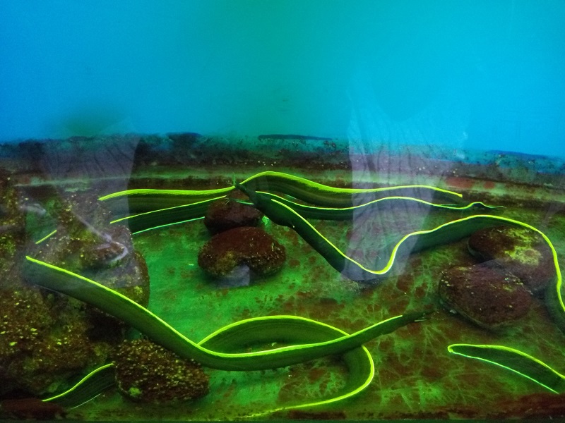 越南游记视频,越南芽庄游记作文600字