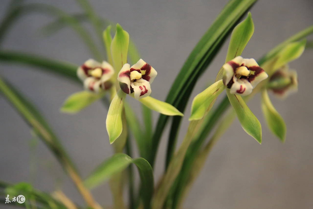 贵州省最名贵十种兰花,蕙兰最名贵十种兰花