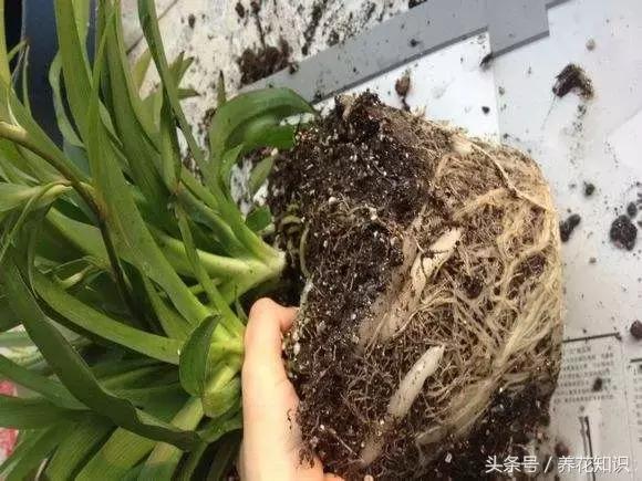 金钱树球根烂了还能救活吗,铁树的根全部烂了还能救活吗