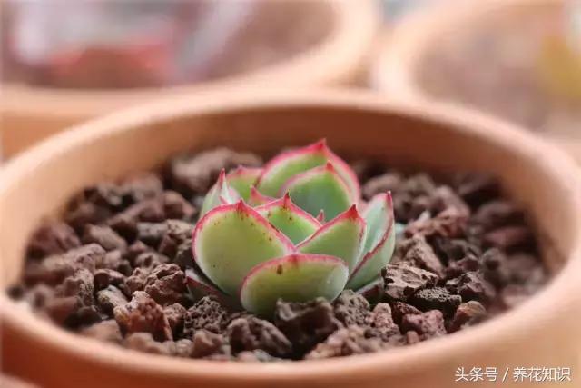 金钱树球根烂了还能救活吗,铁树的根全部烂了还能救活吗