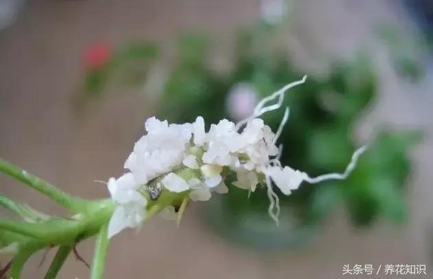 金钱树球根烂了还能救活吗,铁树的根全部烂了还能救活吗