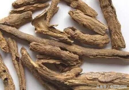 慈禧补气血的药丸,慈禧不老神药