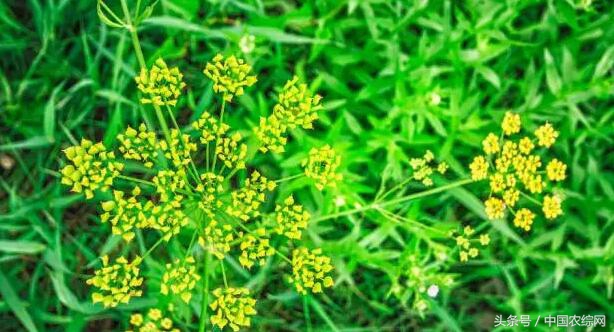 慈禧补气血的药丸,慈禧不老神药