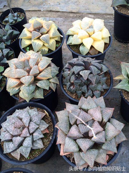 多肉十二卷高级品种,十二卷多肉为什么有的那么贵