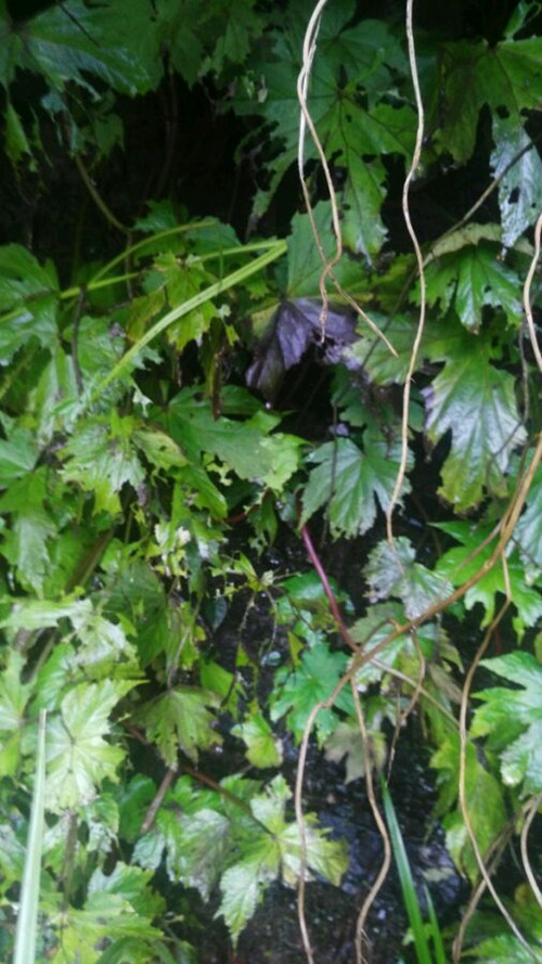 裂叶秋海棠的学名,厚壁秋海棠和裂叶秋海棠