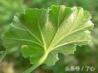 天竺葵植物配土最佳方法,天竺葵植物名片制作