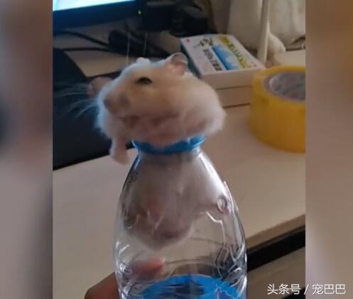 仓鼠缩成一团睡觉身子发抖,仓鼠缩着身体跑