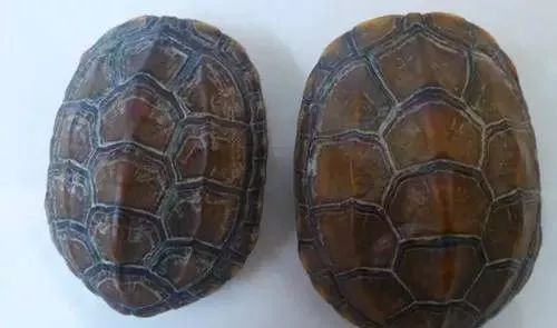 乌龟都养不活怎么能养活鱼,乌龟常见的几种疾病及解决方法