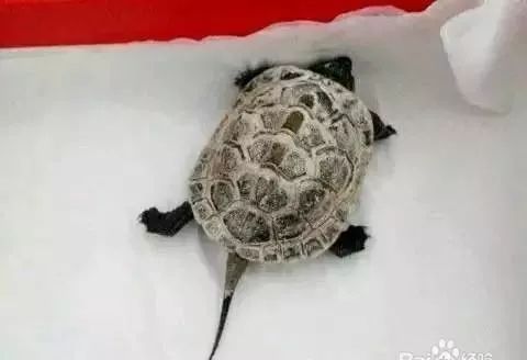 乌龟都养不活怎么能养活鱼,乌龟常见的几种疾病及解决方法