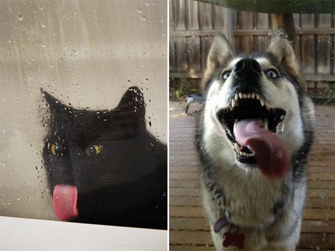 狗为什么舔自己的嘴，很可能因为它认为你是个混蛋！