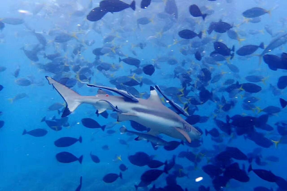 帕劳带小孩旅游攻略,帕劳带小朋友旅游攻略