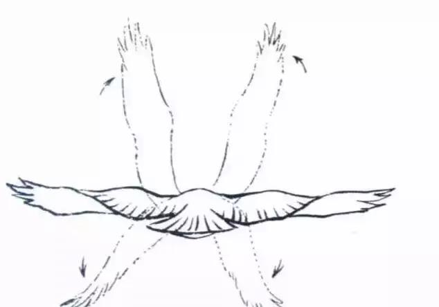 国画写实鹰怎么画,国画画鹰的技法