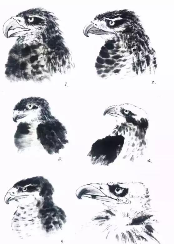 国画写实鹰怎么画,国画画鹰的技法