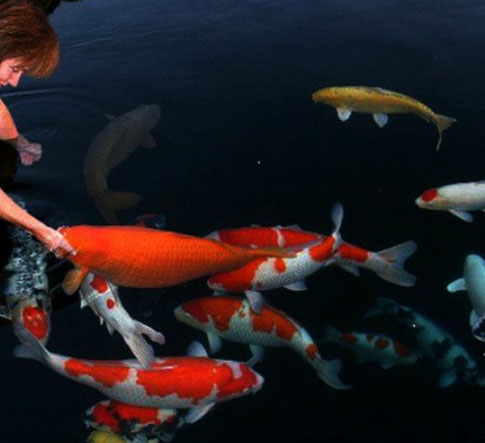 新鱼入池需要注意哪些,新鱼入缸的步骤和注意事项