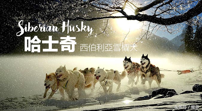 哈士奇原名西伯利亚雪橇犬,西伯利亚雪橇犬是不是就是哈士奇