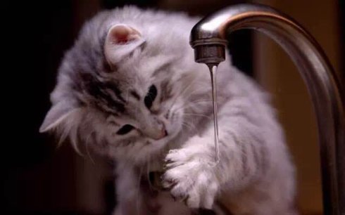 武汉联合宠物医院汉口好吗,我感染了猫癣会传染给老公吗