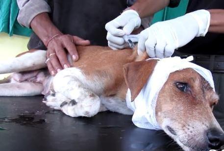 十种足以将狗狗致死的事情！