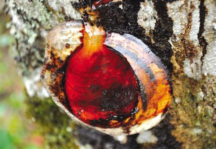 割漆匠一个快要失传的技艺，因为百分之九八的人对生漆过敏。