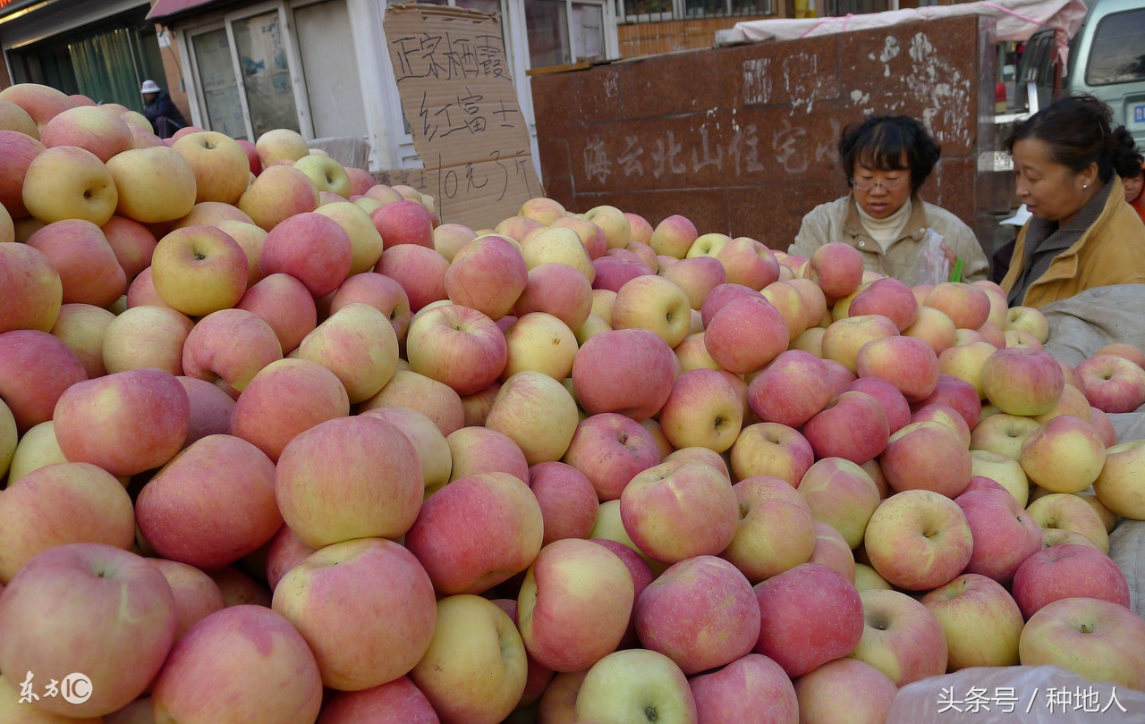 未来5年苹果价格走势,苹果价格低迷的原因是