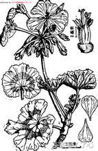 天竺葵植物配土最佳方法,天竺葵植物名片制作