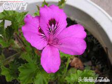 天竺葵植物配土最佳方法,天竺葵植物名片制作