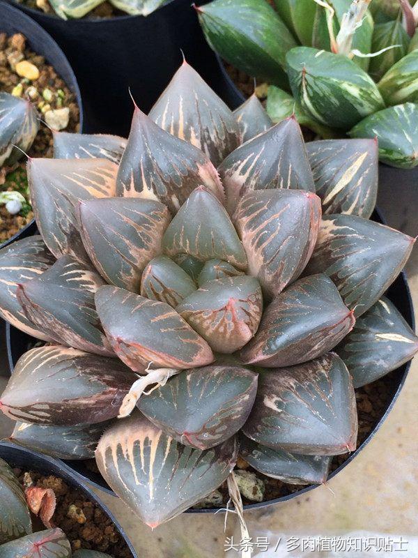 多肉十二卷高级品种,十二卷多肉为什么有的那么贵