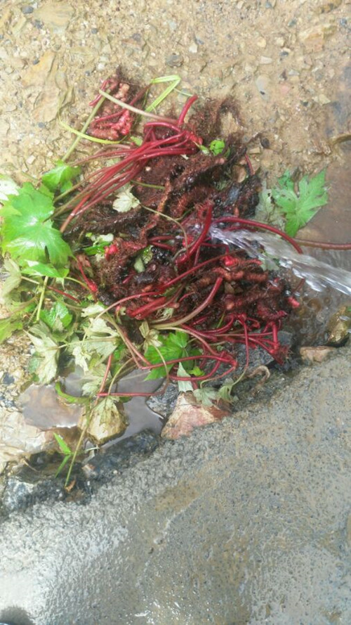 裂叶秋海棠的学名,厚壁秋海棠和裂叶秋海棠