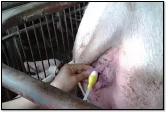 母猪产后需要打什么针,母猪产后消炎不彻底