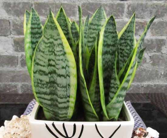 洋葱去除甲醛的正确方法,洋葱除甲醛正确方法