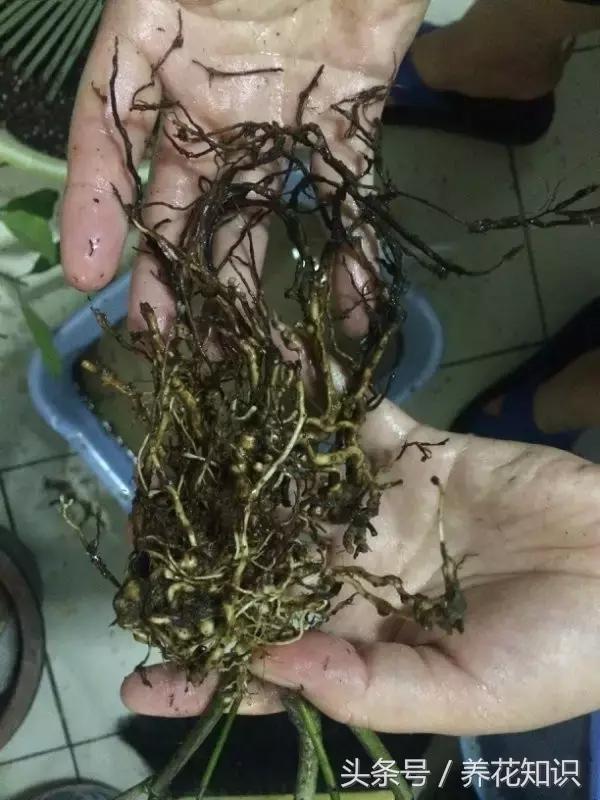 金钱树球根烂了还能救活吗,铁树的根全部烂了还能救活吗