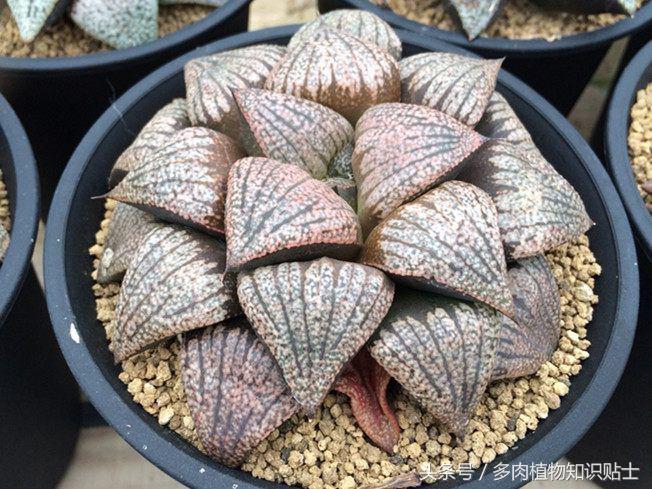 多肉十二卷高级品种,十二卷多肉为什么有的那么贵