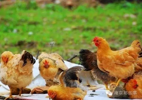 南京冬天为什么没有暖气,南京没暖气怎么过冬