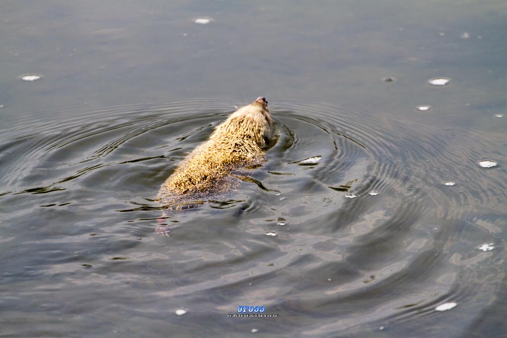 东北五仙刺猬报恩,刺猬仙报恩故事大全