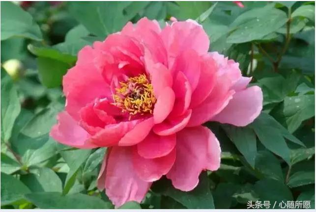 维生素e外用可以淡化胎记吗,美容维生素e