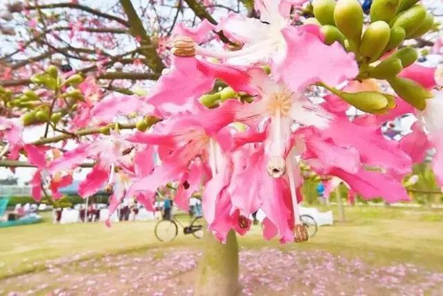 深圳龙岗周边游玩景点推荐,深圳及周边亲子游好去处