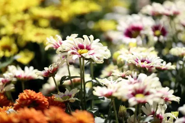 深圳龙岗周边游玩景点推荐,深圳及周边亲子游好去处