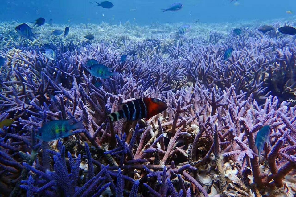 帕劳带小孩旅游攻略,帕劳带小朋友旅游攻略