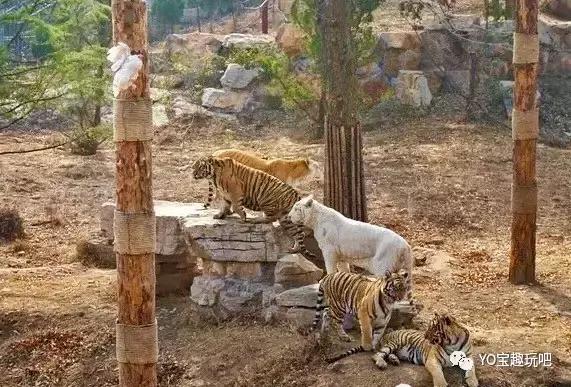 济南野生动物世界一日游自驾,济南野生动物世界一日游攻略