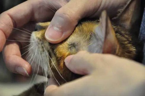 武汉联合宠物医院汉口好吗,我感染了猫癣会传染给老公吗