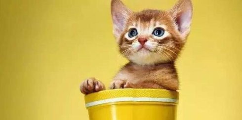 武汉联合宠物医院汉口好吗,我感染了猫癣会传染给老公吗