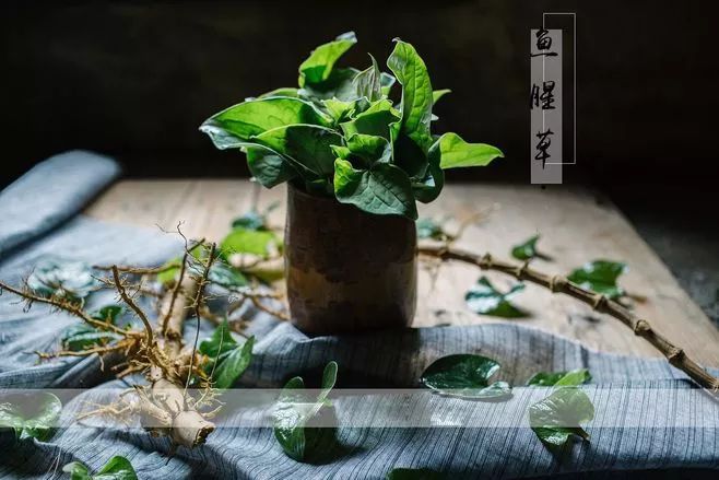 【健康课堂】—鱼腥草，清热消炎防辐射，提高免疫力，治疗宫颈炎