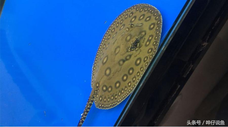 有多少人被宠物鱼送进过医院？魟鱼很好看，触摸需谨慎