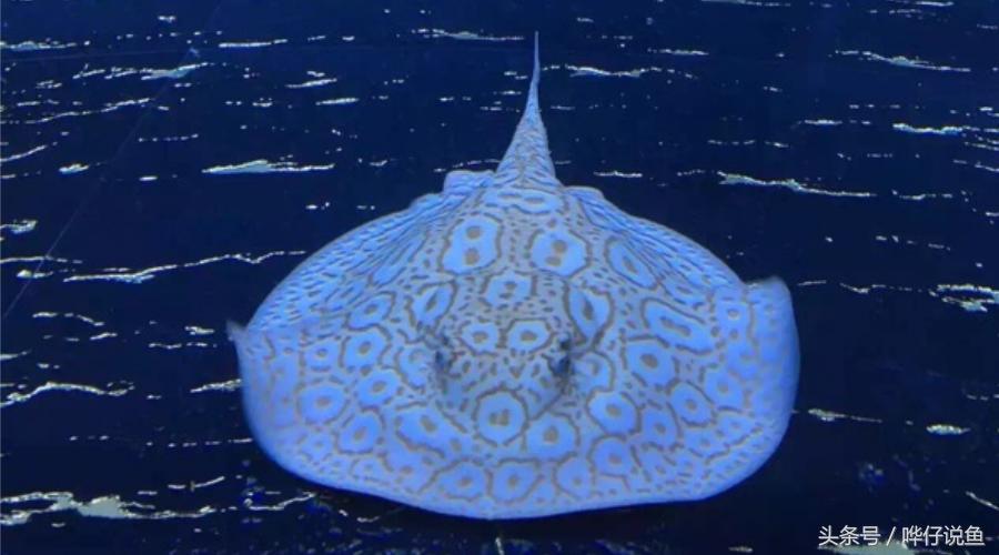 有多少人被宠物鱼送进过医院？魟鱼很好看，触摸需谨慎